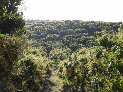 ถุงห่อมะม่วง-ชุนฟง