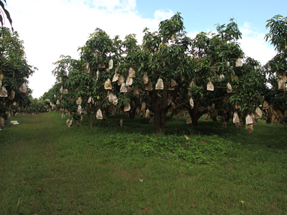 ถุงห่อมะม่วง-ชุนฟง