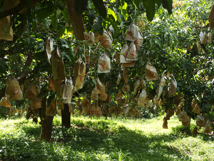 ถุงห่อมะม่วง-ชุนฟง