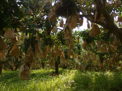 ถุงห่อมะม่วง-ชุนฟง