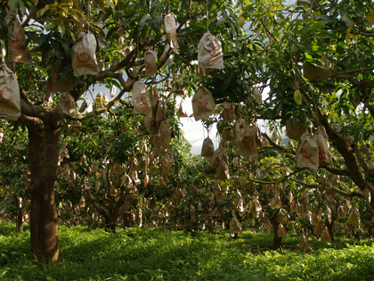 ถุงห่อมะม่วง-ชุนฟง