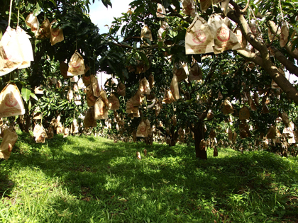 ถุงห่อมะม่วง-ชุนฟง