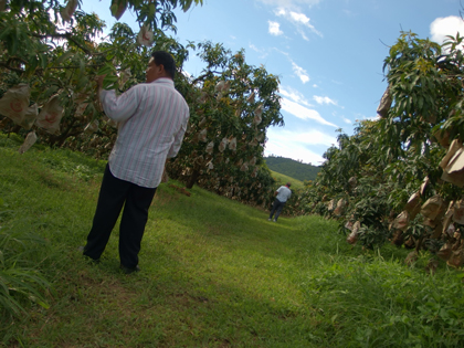 ถุงห่อมะม่วง-ชุนฟง