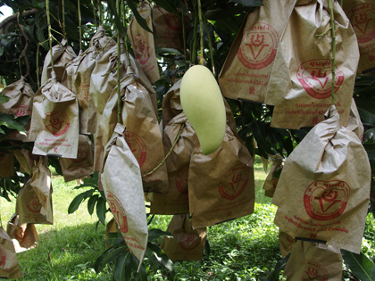 ถุงห่อมะม่วง-ชุนฟง