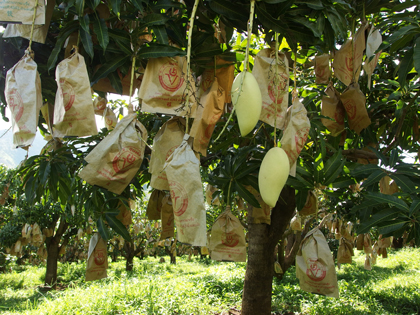 ถุงห่อมะม่วง-ชุนฟง