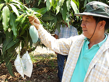 ถุงห่อมะม่วง-ชุนฟง