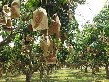 ถุงห่อมะม่วง-ชุนฟง