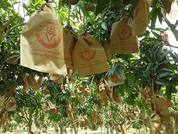 ถุงห่อมะม่วง-ชุนฟง