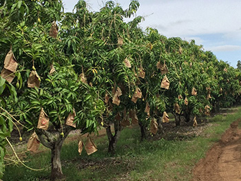 ถุงห่อมะม่วง-ชุนฟง