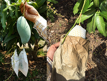 ถุงห่อมะม่วง-ชุนฟง