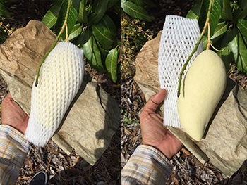 ถุงห่อมะม่วง-ชุนฟง