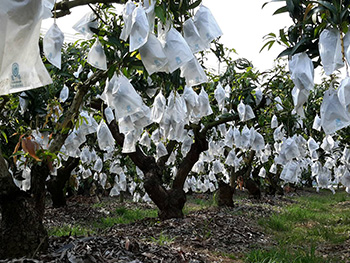 ถุงห่อมะม่วง-ชุนฟง