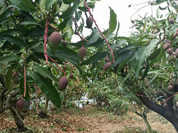 ถุงห่อมะม่วง-ชุนฟง