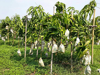 ถุงห่อมะม่วง-ชุนฟง