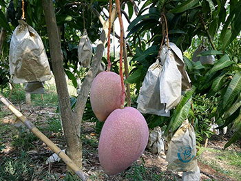 ถุงห่อมะม่วง-ชุนฟง