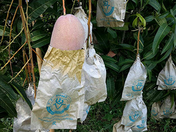 ถุงห่อมะม่วง-ชุนฟง