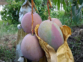 ถุงห่อมะม่วง-ชุนฟง