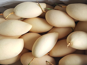 ถุงห่อมะม่วง-ชุนฟง