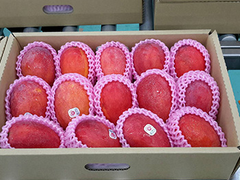 ถุงห่อมะม่วง-ชุนฟง