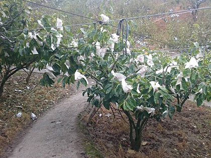 ถุงห่อลูกพลับ-ชุนฟง