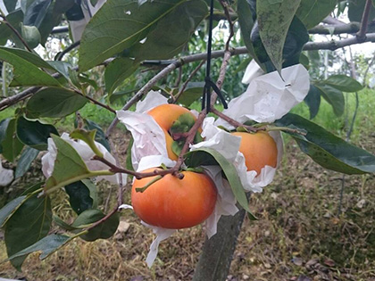 ถุงห่อลูกพลับ-ชุนฟง