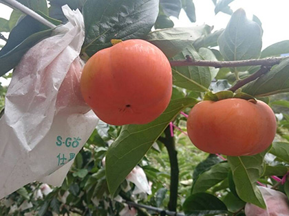 ถุงห่อลูกพลับ-ชุนฟง