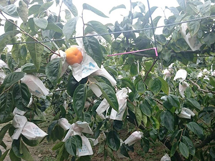 ถุงห่อลูกพลับ-ชุนฟง