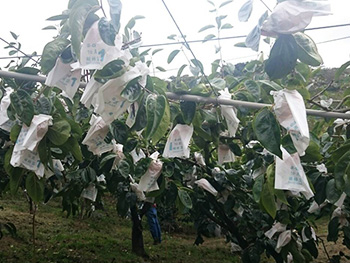 ถุงห่อลูกพลับ-ชุนฟง