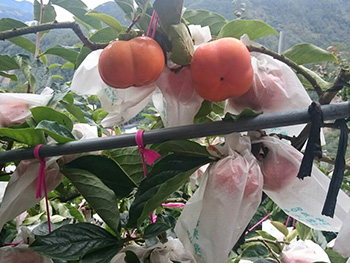 ถุงห่อลูกพลับ-ชุนฟง