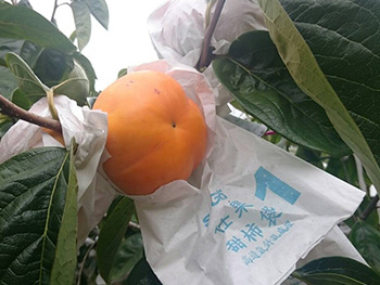 ถุงห่อลูกพลับ-ชุนฟง