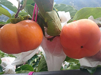 ถุงห่อลูกพลับ-ชุนฟง