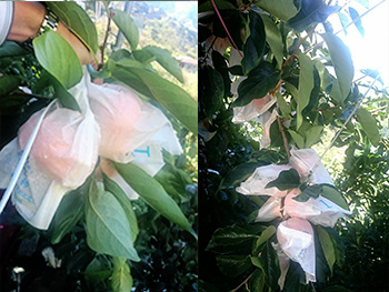 ถุงห่อลูกพลับ-ชุนฟง