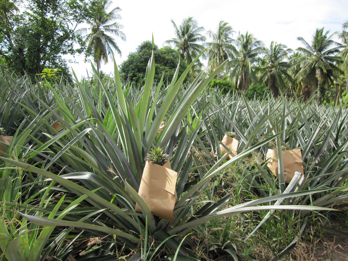 ถุงห่อสับปะรด-ชุนฟง