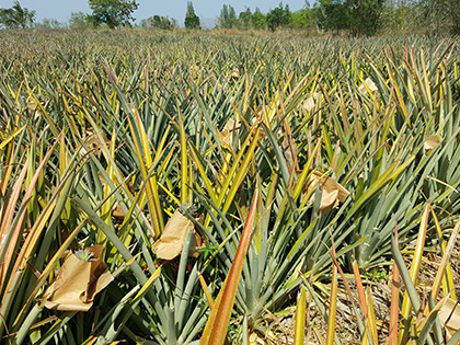 ถุงห่อสับปะรด-ชุนฟง