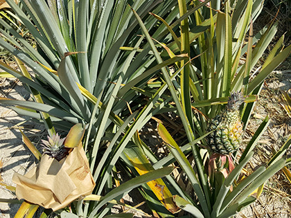 ถุงห่อสับปะรด-ชุนฟง