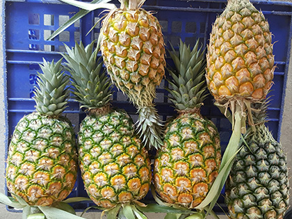 ถุงห่อสับปะรด-ชุนฟง