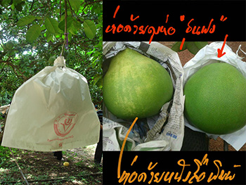 ถุงห่อส้มโอ-ชุนฟง