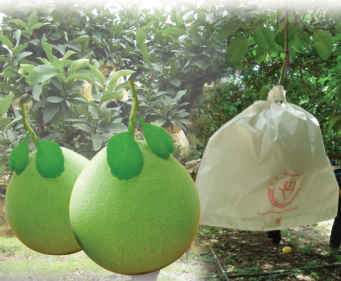 ถุงห่อส้มโอ-ชุนฟง