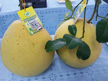 ถุงห่อส้มโอ-ชุนฟง