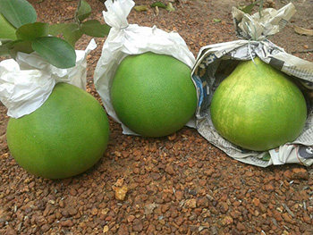 ถุงห่อส้มโอ-ชุนฟง