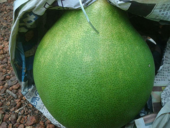 ถุงห่อส้มโอ-ชุนฟง