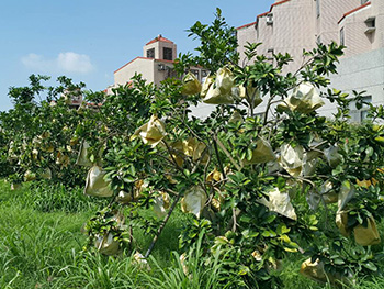 ถุงห่อส้มโอ-ชุนฟง