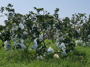 ถุงห่อส้มโอ-ชุนฟง