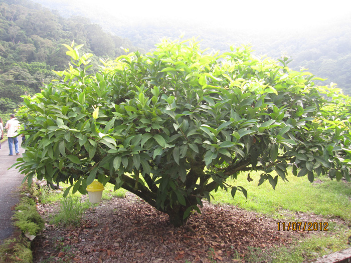 ถุงห่อชมพู่-ชุนฟง