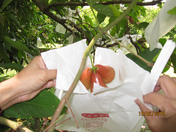 ถุงห่อชมพู่-ชุนฟง