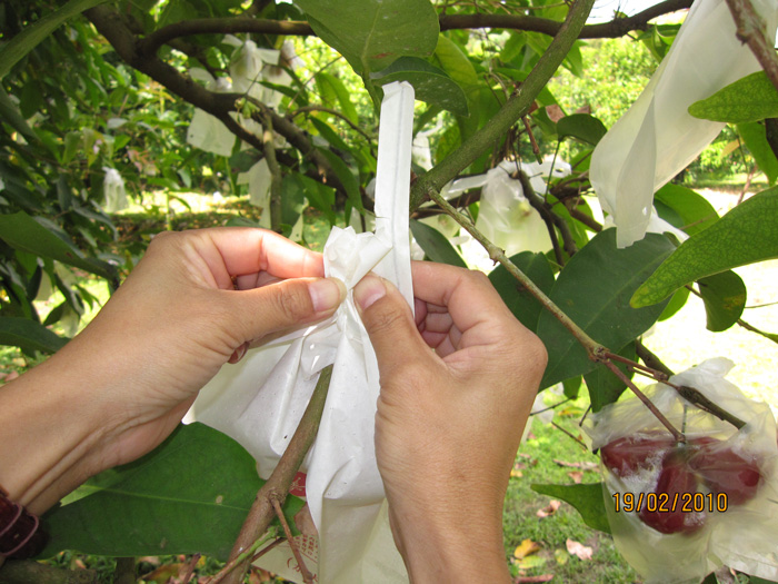 ถุงห่อชมพู่-ชุนฟง