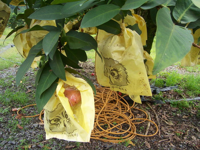 ถุงห่อชมพู่-ชุนฟง