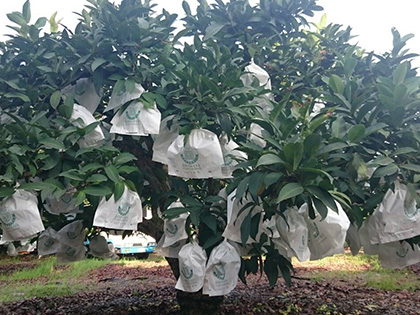 ถุงห่อชมพู่-ชุนฟง