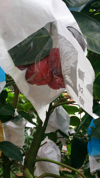 ถุงห่อชมพู่-ชุนฟง