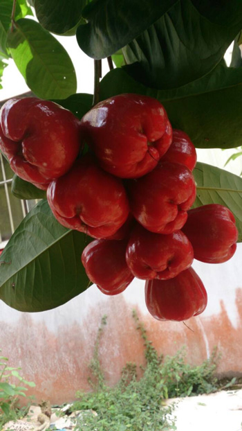 ถุงห่อชมพู่-ชุนฟง